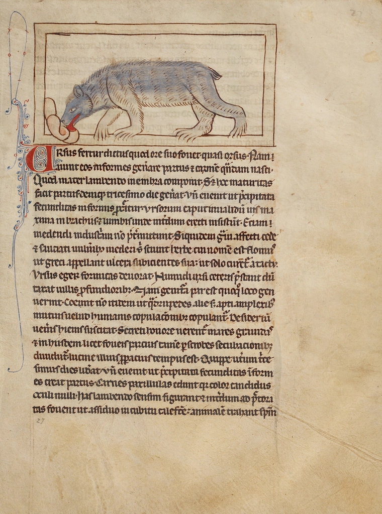 Medieval manuscript wolf illustration