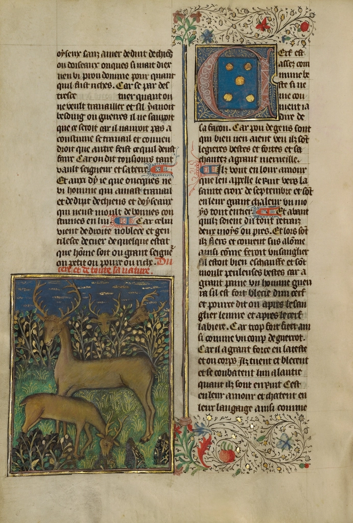 Medieval manuscript deer illustration
