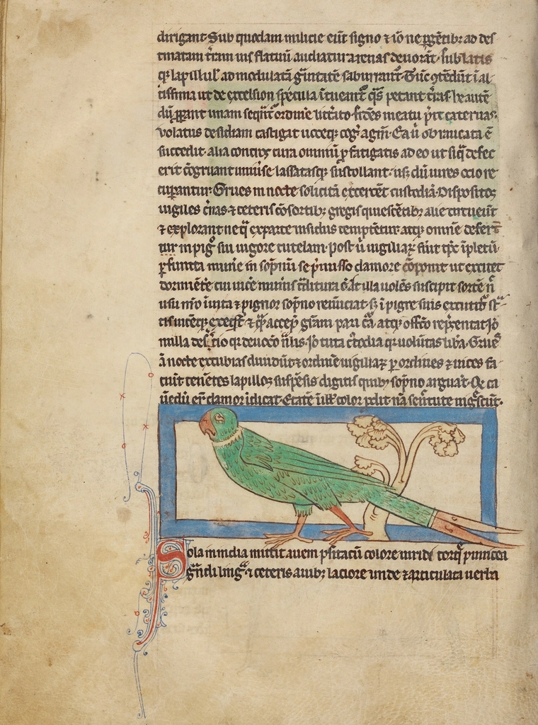 Medieval manuscript with colorful parrot