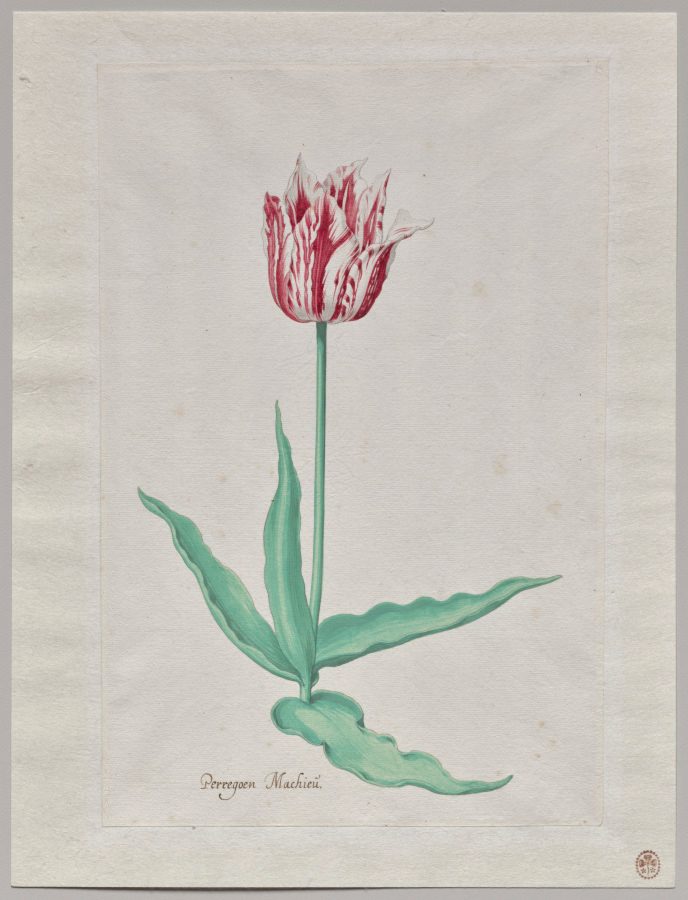 Study of a Tulip (Perregoen Machieu)