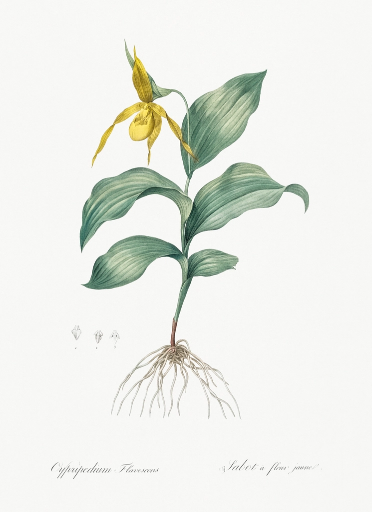 Yellow Lady's Slipper Orchid illustration