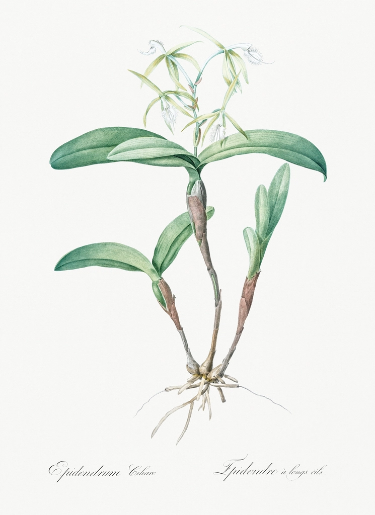 Fringed Star Orchid illustration Les