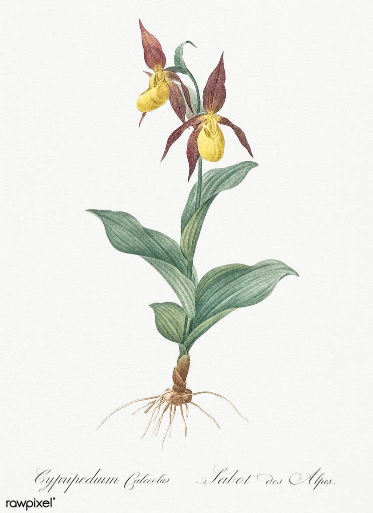 Lady's slipper orchid illustration from Les liliacées (1805) by Pierre Joseph Redouté…