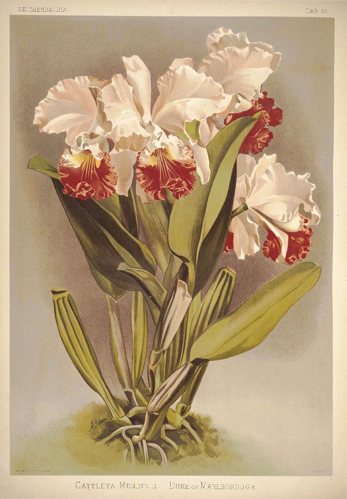 Cattleya mendelii Duke of Windsor. Reichenbachia- Orchids illustrated and described