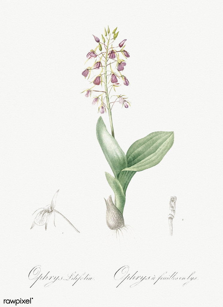 Brown widelip orchid illustration from Les liliacées (1805) by Pierre Joseph Redouté…