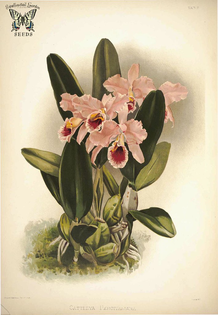 Cattleya percivaliana. Reichenbachia- Orchids illustrated and described
