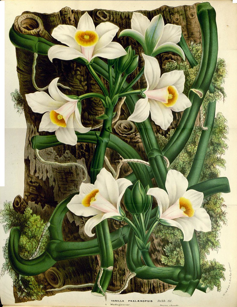 Vanilla orchid