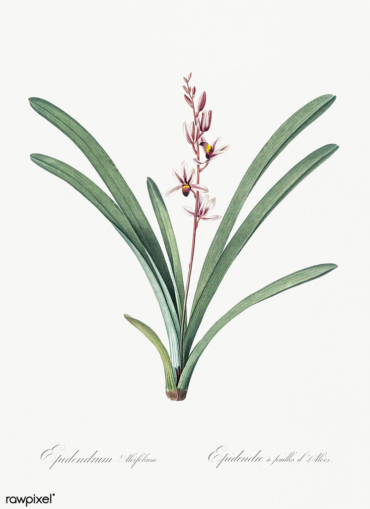 Boat orchid illustration from Les liliacées (1805) by Pierre Joseph Redouté (1759-1840).…