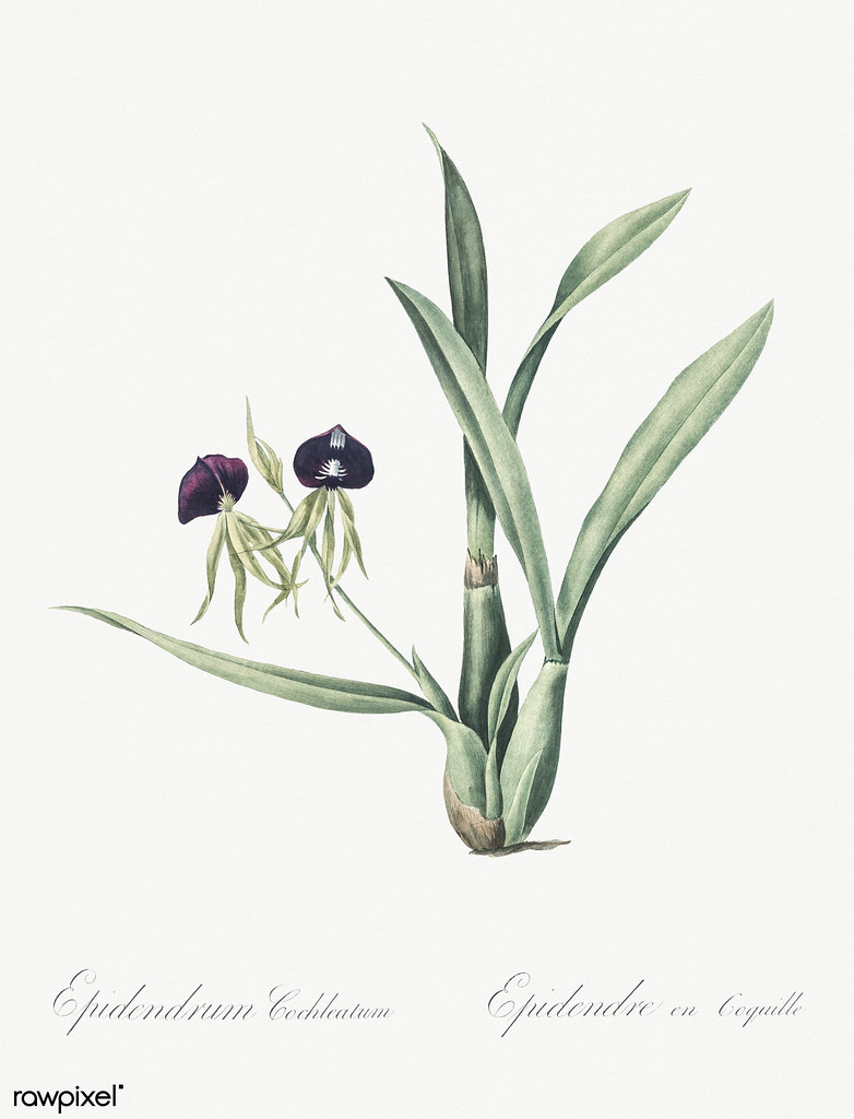 Clamshell orchid illustration from Les liliacées (1805) by Pierre Joseph Redouté (1759-1840).…