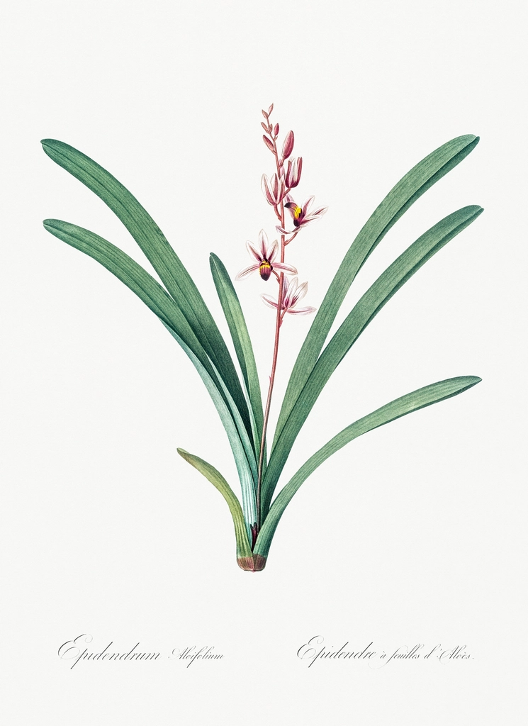 Boat orchid illustration Les liliacées