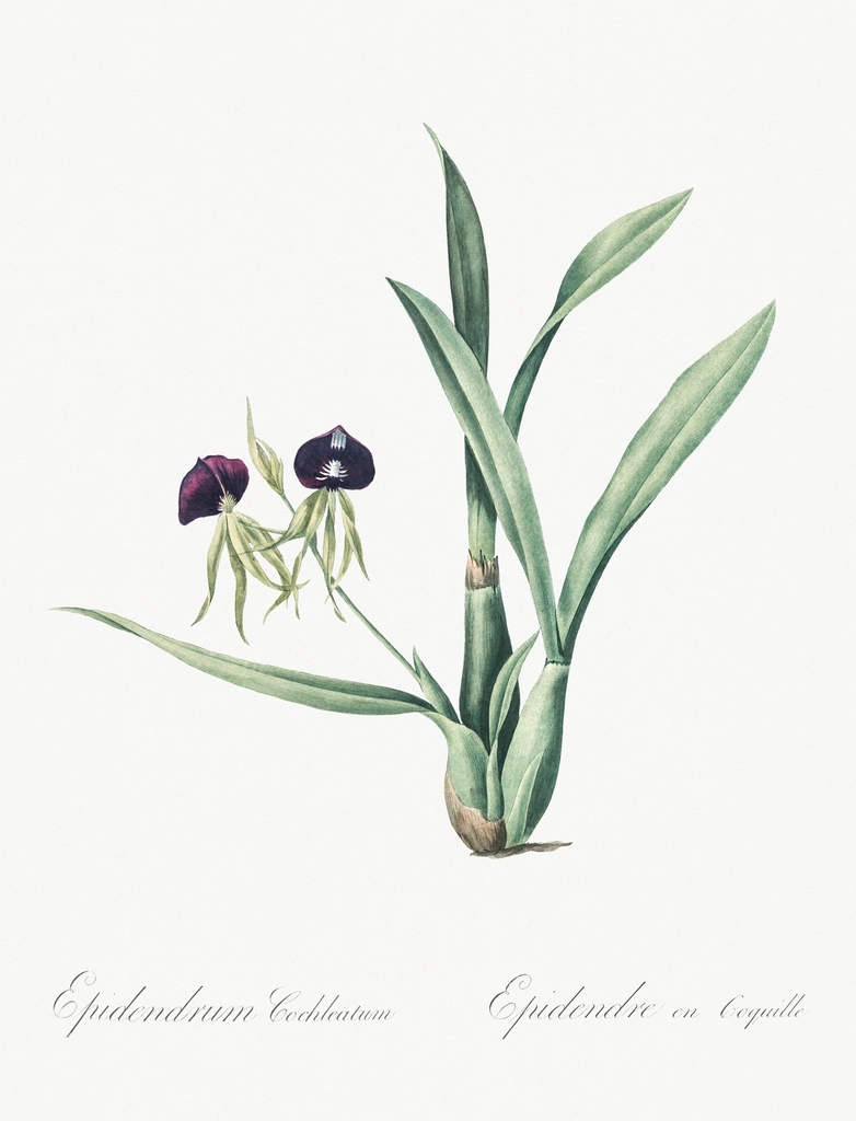 Clamshell orchid illustration Les liliacées