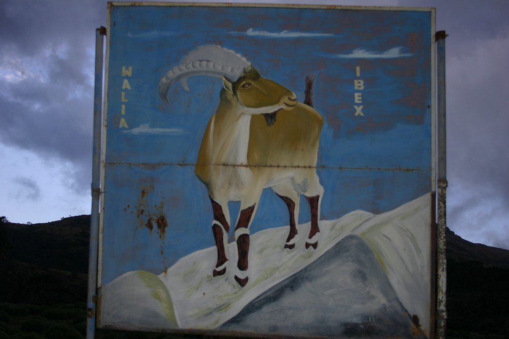 walia ibex hand-painted sign