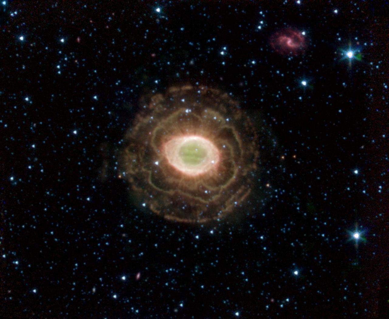 Ring Beholds a Delicate Flower
