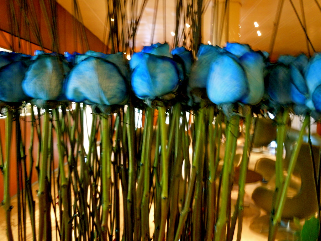 Blue Roses