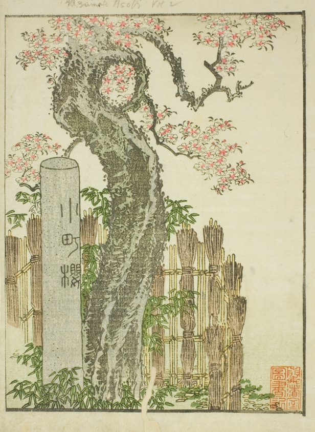 komachi cherry tree (komachi zakura), from the illustrated book "picture book of…