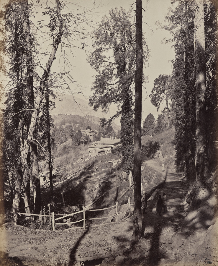 Murree. A Hill Station in the Himmalayahs, View Through the Forest